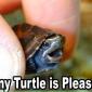 Tiny Turtle