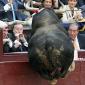Bull Torpedo