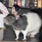 Bunny Rat