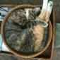 Basket Cat