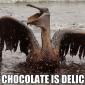 This Chocolate Is Delicious!