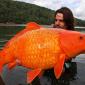 Big Goldfish