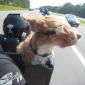 Racer Dog