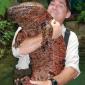 Huge Salamander