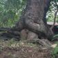 Trees Doing It