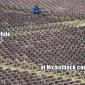 Meanwhile at The Nickleback Concert
