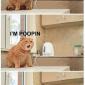 I'm Poopin'
