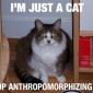 I'm Just A Cat