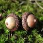 Only Acorns