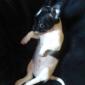 Cute Puppy