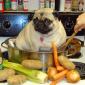 Tasty Dog