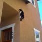 Spider-Cat