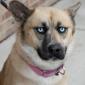 Look of Disapproval Dog