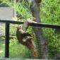 Hot Squirrel Action