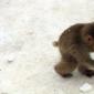 Stealing Some Snow