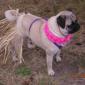 Hula Dog