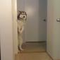 Peeping Dog