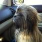 Chewbacca Dog