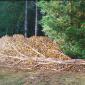 Tree Wood Pile