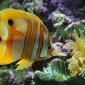 Cheeky Fish