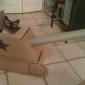 Tank Cat
