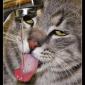 Cat Enjoys Water