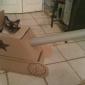 Cat Tank