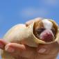 Dog Burrito