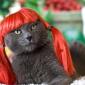 Red Headed cat