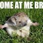 Come at me bro!
