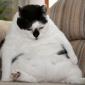 Fat Cat