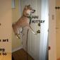 Levitating animals