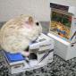 Gerbil playing Soul Calibur