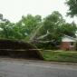 Uprooted tree