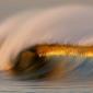 Awesome wave