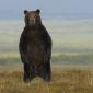 Bear pissing