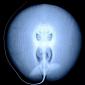Stingray meet Xray
