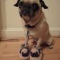 Recursive Dog