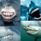 Shark Teeth