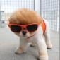Sunglasses Dog