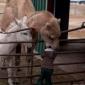 Camel Hungry!!