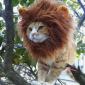 Lion cat