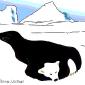 Seal or bear