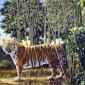 Can you find the hidden tiger?