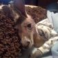 Night Roo
