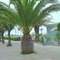 Pineapple Tree