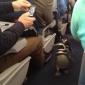 Penguins On A Plane
