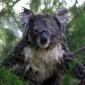 Drenched Koala