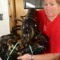 Massive Lobster