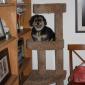 He thinks he's a cat